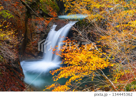 山梨県山梨市三富川浦　笛吹川の上流に位置する西沢渓谷のハイキングコースからの紅葉の竜神の滝 134445362