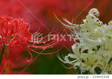 情熱の花 134445509
