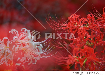 情熱の花 情熱の花 134445510