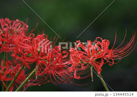 情熱の花 情熱の花 134445514