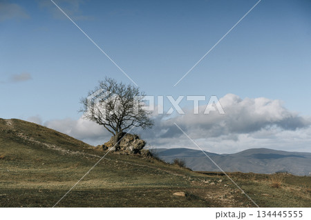 Solitary Leafless Tree on a Rocky Hill under Blue Sky Solitary Leafless Tree on a Rocky Hill under Blue Sky 134445555