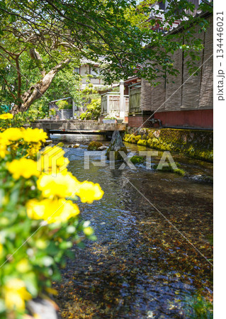 醒井宿の川と花 134446021