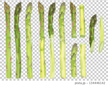 Asparagus illustration set (whole, cut, prepared) Asparagus illustration set (whole, cut, prepared) 134446142