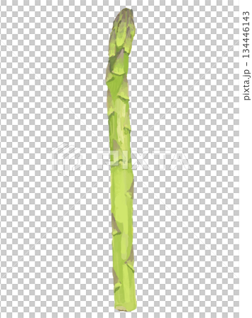 Yellow-green asparagus illustration Yellow-green asparagus illustration 134446143