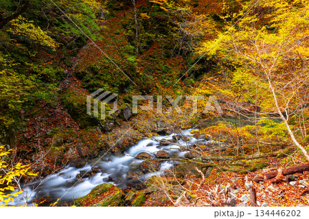 山梨県山梨市三富川浦　笛吹川の上流に位置する西沢渓谷のハイキングコースからの渓流の紅葉の景色 134446202