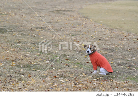 オスワリしてカメラ目線の愛犬 ジャックラッセルテリア オスワリしてカメラ目線の愛犬 ジャックラッセルテリア 134446268