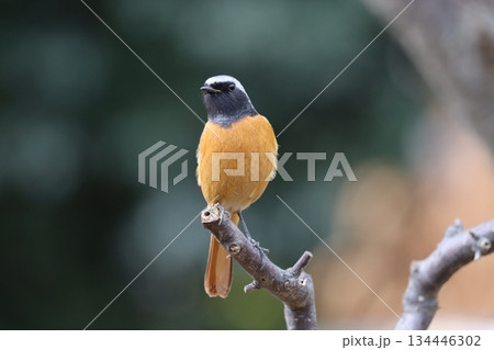 今年も梅林にジョウビタキの姿がー八 今年も梅林にジョウビタキの姿がー八 134446302