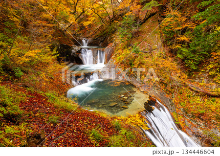 山梨県山梨市三富川浦　笛吹川の上流に位置する西沢渓谷のハイキングコースからの紅葉の七ツ釜五段の滝 134446604