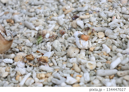 貝殻を取り合う複数のヤドカリ 134447027