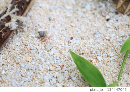海の砂浜を歩く1匹のヤドカリ 134447043