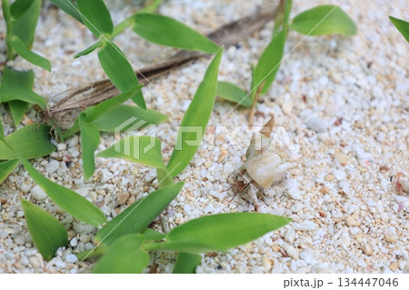 海の砂浜を歩く1匹のヤドカリ 134447046