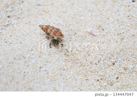 海の砂浜を歩く1匹のヤドカリ 海の砂浜を歩く1匹のヤドカリ 134447047
