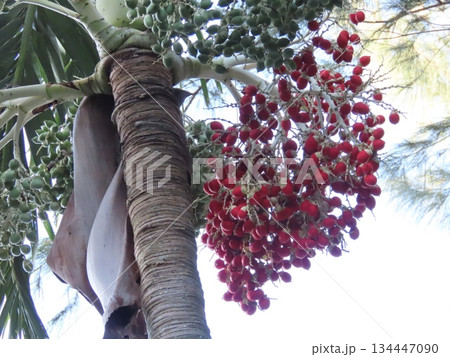 赤と緑の実をつけたマニラヤシ 134447090