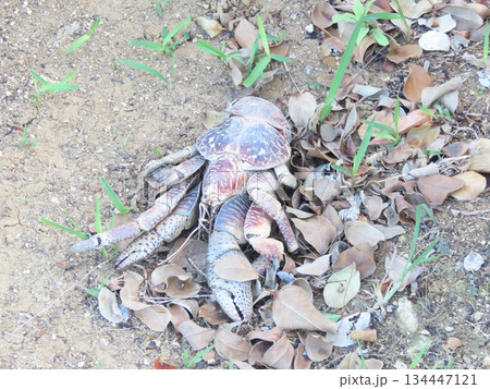 砂地で動かなくなったヤシガニの死骸 砂地で動かなくなったヤシガニの死骸 134447121