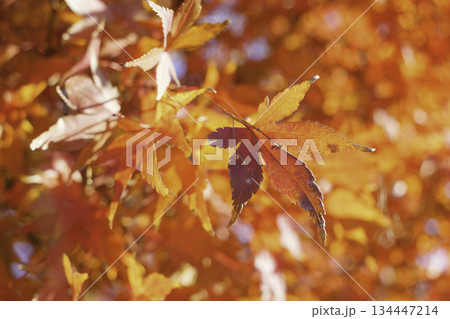 鮮やかな紅葉、秋の風景、季節の景色 鮮やかな紅葉、秋の風景、季節の景色 134447214