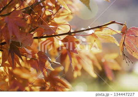 鮮やかな紅葉、秋の風景、季節の景色	 134447227