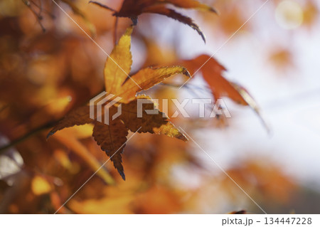 鮮やかな紅葉、秋の風景、季節の景色	 134447228