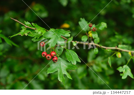 Vibrant Red Hawthorn Berries on Branch with Green Leaves 134447257