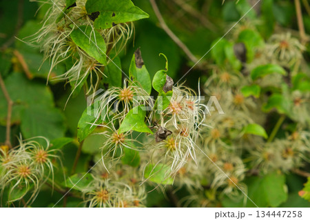 Close-up of Fluffy Clematis Vitalba Seed Heads in Green Leaves 134447258