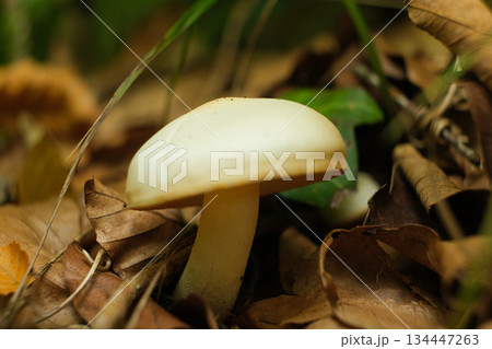 Wild White Mushroom Growing on Forest Floor in Autumn 134447263