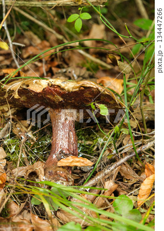 Wild Mushroom Growing on the Forest Floor 134447266