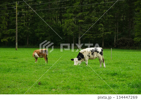 Brown and White Calves Grazing in Idyllic Countryside Landscape 134447269