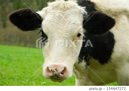 A beautiful young Alpine black and white cow looks at the camera 134447272