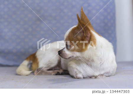 Portrait of small cute chihuahua dog lying on blue sofa in living room at home Portrait of small cute chihuahua dog lying on blue sofa in living room at home 134447303