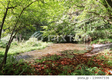 鳥取県 日野郡 江府町 奥大山 木谷沢渓流 鳥取県 日野郡 江府町 奥大山 木谷沢渓流 134447336