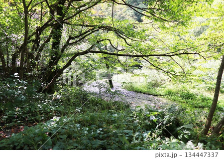 鳥取県　日野郡　江府町　奥大山　木谷沢渓流 134447337