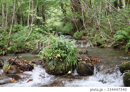 鳥取県 日野郡 江府町 奥大山 木谷沢渓流 鳥取県 日野郡 江府町 奥大山 木谷沢渓流 134447340