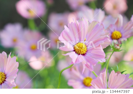 コスモス　オレンジキャンパス 134447397