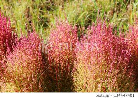 色づき始めのコキア 色づき始めのコキア 134447401