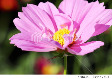 八重咲きコスモス 134447403