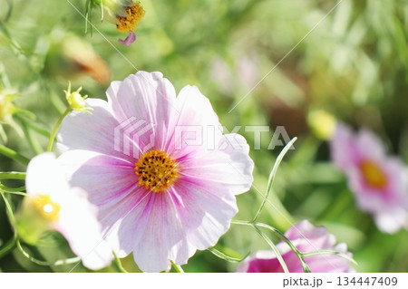 コスモス 日の丸 コスモス 日の丸 134447409
