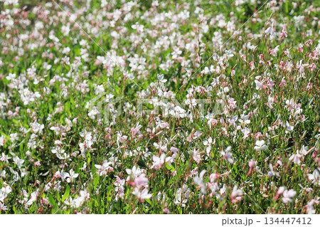 ガウラの花畑 ガウラの花畑 134447412