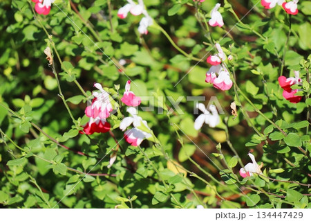 チェリーセージ ホットリップスのピンクと白の花 チェリーセージ ホットリップスのピンクと白の花 134447429
