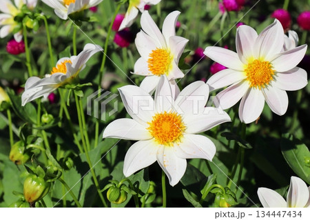 白いダリアの花 134447434