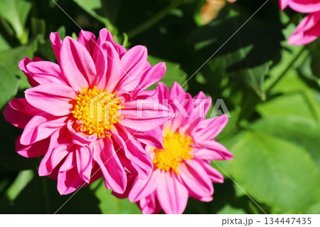 ピンクのダリアの花 ピンクのダリアの花 134447435
