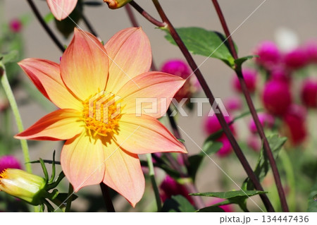 アプリコット色のダリアの花 アプリコット色のダリアの花 134447436