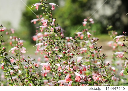 ピンクの花を咲かせるサルビア・コクシネア 134447440