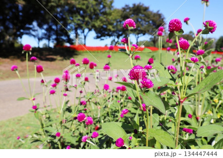 赤いセンニチコウの花 134447444