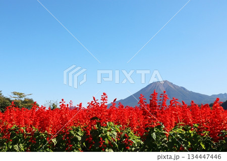 真っ赤なサルビア畑と大山 134447446
