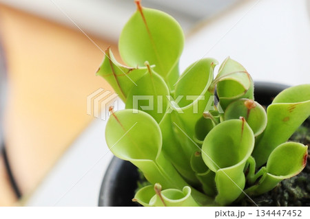 珍しい食虫植物　ヘリアンフォラ 134447452