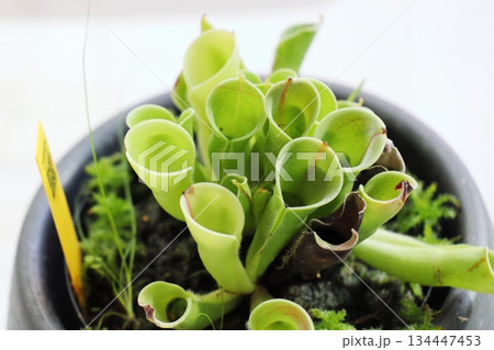 珍しい食虫植物　ヘリアンフォラ 134447453