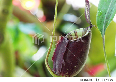 食虫植物 ウツボカズラ ネペンテス ブラックミラクル×ラフレシア―ナ 食虫植物 ウツボカズラ ネペンテス ブラックミラクル×ラフレシア―ナ 134447459