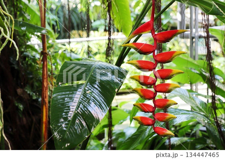 温室のオレンジ色のヘリコニア 134447465