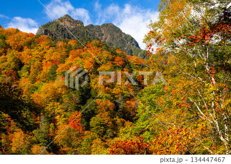 山梨県山梨市三富上釜口　笛吹川の上流に位置する西沢渓谷のハイキングコースからの紅葉の山の景色 134447467