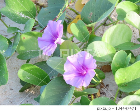 海の砂浜に咲いたグンバイヒルガオの花 134447471