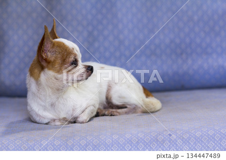 Portrait of small cute chihuahua dog lying on blue sofa in living room at home 134447489
